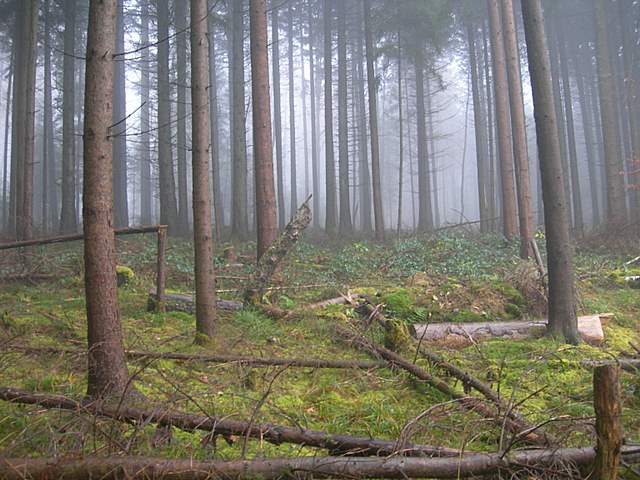 La Foresta della valle di Kaltbrunnental